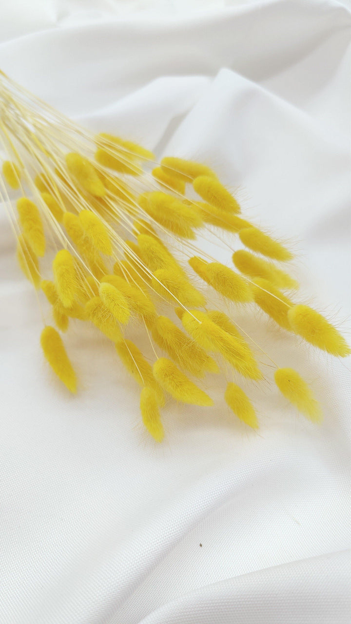 Lagurus Trockenblumen | Gelb (1 Bund) - www.Flower-Passion.com