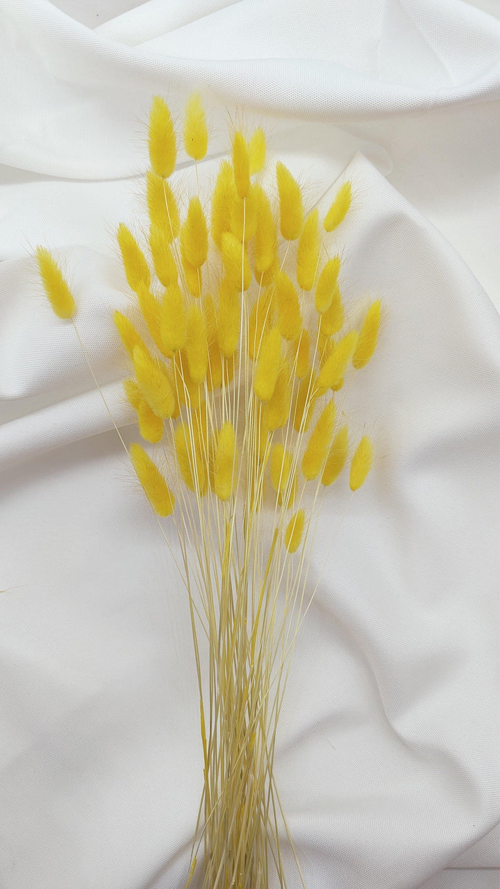 Lagurus Trockenblumen | Gelb (1 Bund) - www.Flower-Passion.com