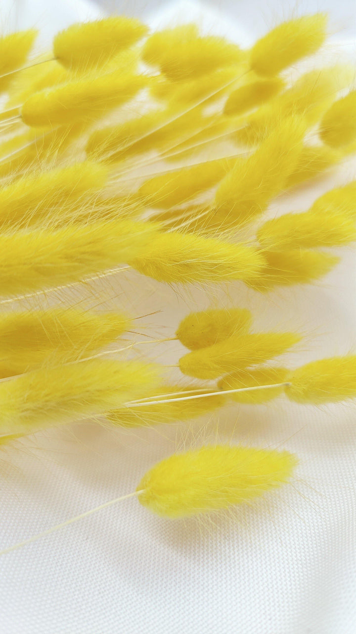 Lagurus Trockenblumen | Gelb (1 Bund) - www.Flower-Passion.com