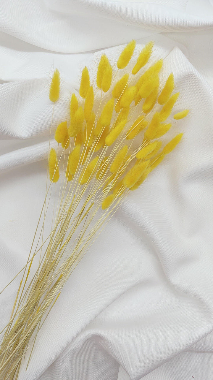Lagurus Trockenblumen | Gelb (1 Bund) - www.Flower-Passion.com