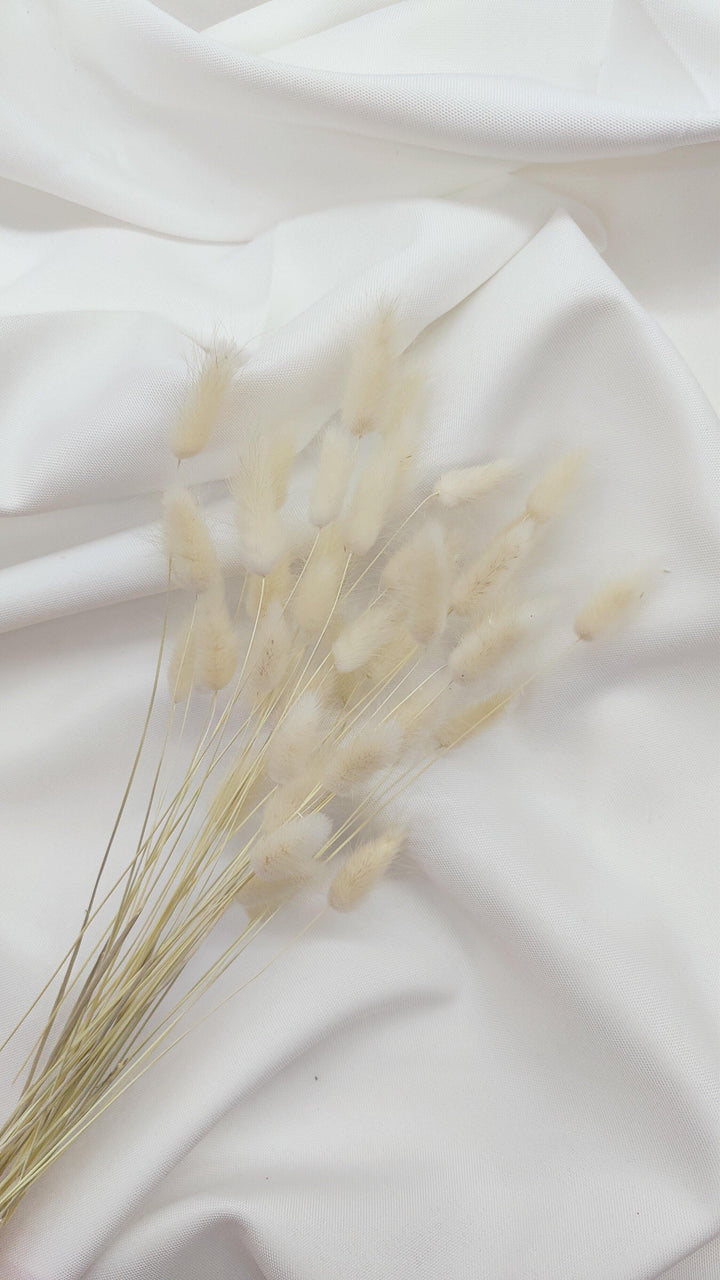 Lagurus Trockenblumen | Creme Weiß (1 Bund) - www.Flower-Passion.com