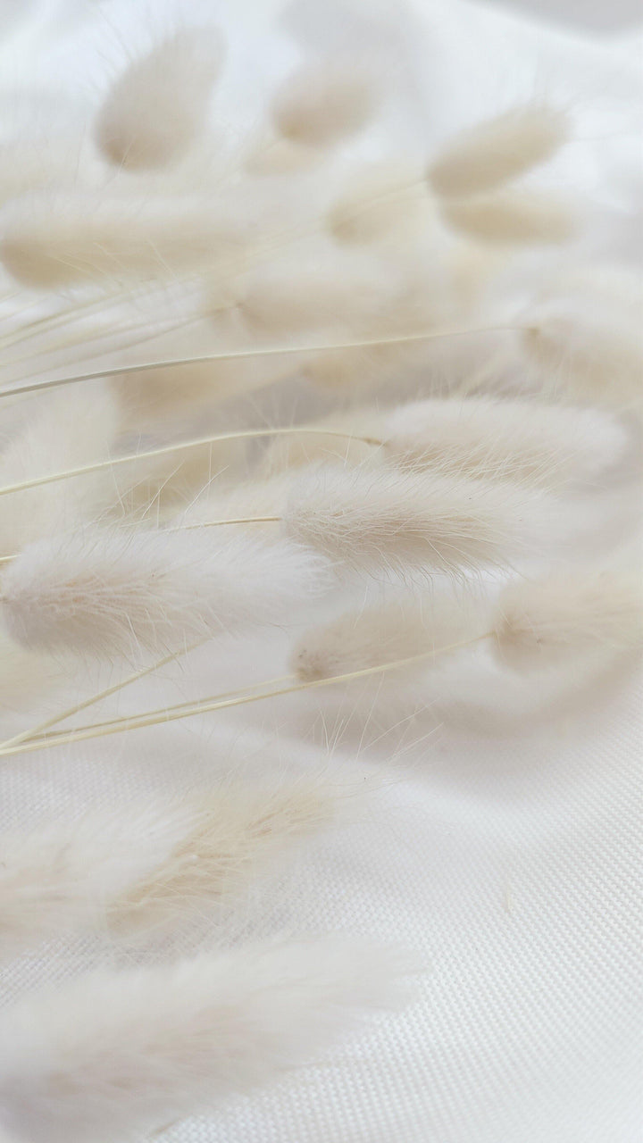 Lagurus Trockenblumen | Creme Weiß (1 Bund) - www.Flower-Passion.com
