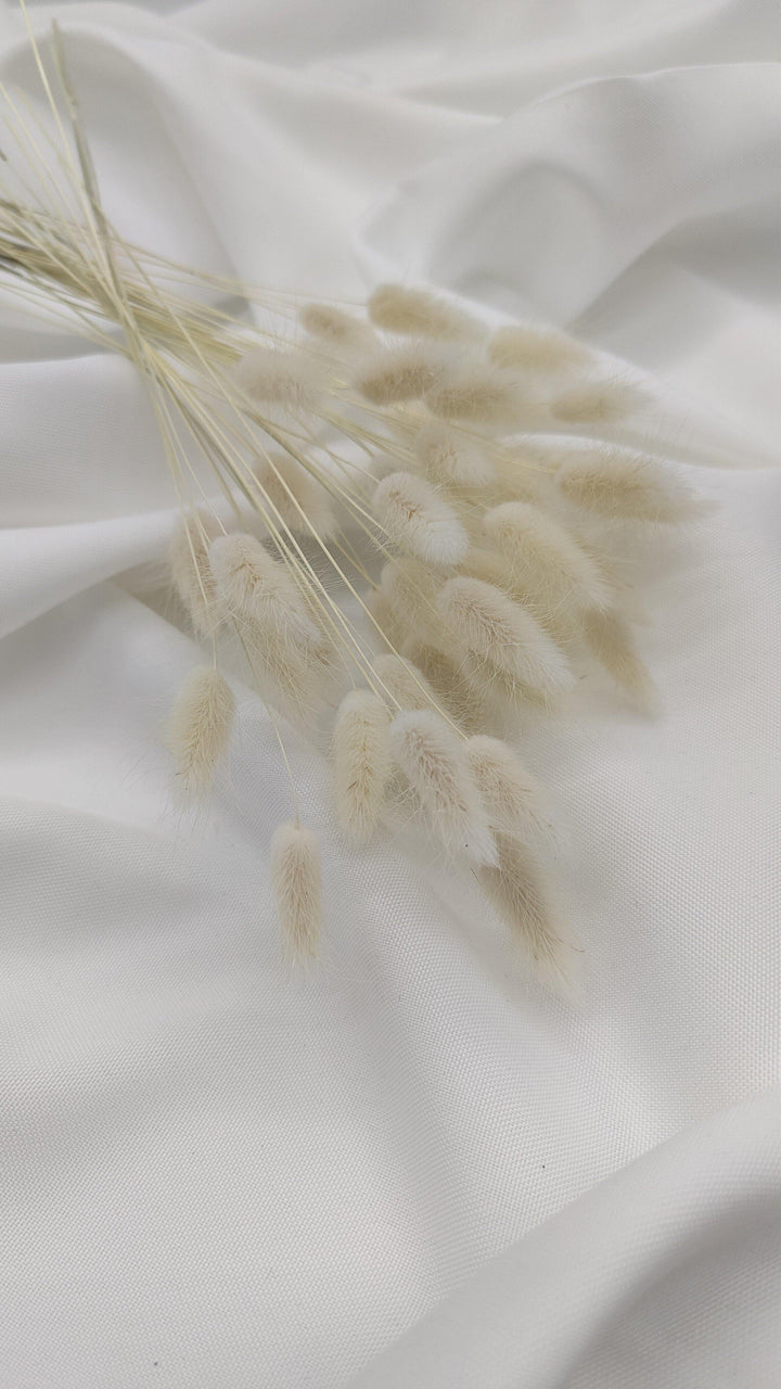 Lagurus Trockenblumen | Creme Weiß (1 Bund) - www.Flower-Passion.com