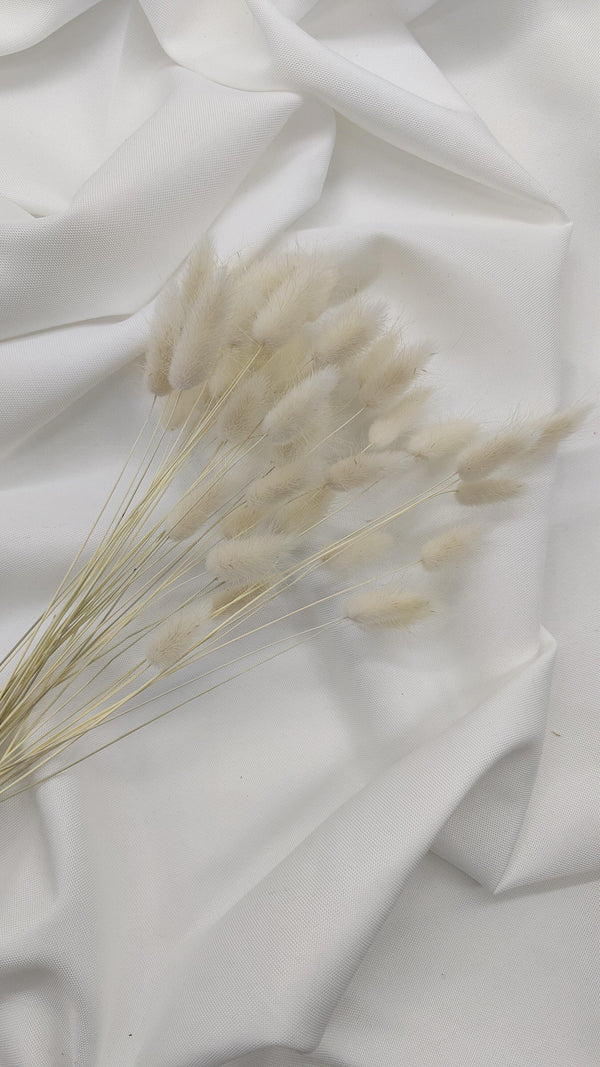 Lagurus Trockenblumen | Creme Weiß (1 Bund) - www.Flower-Passion.com