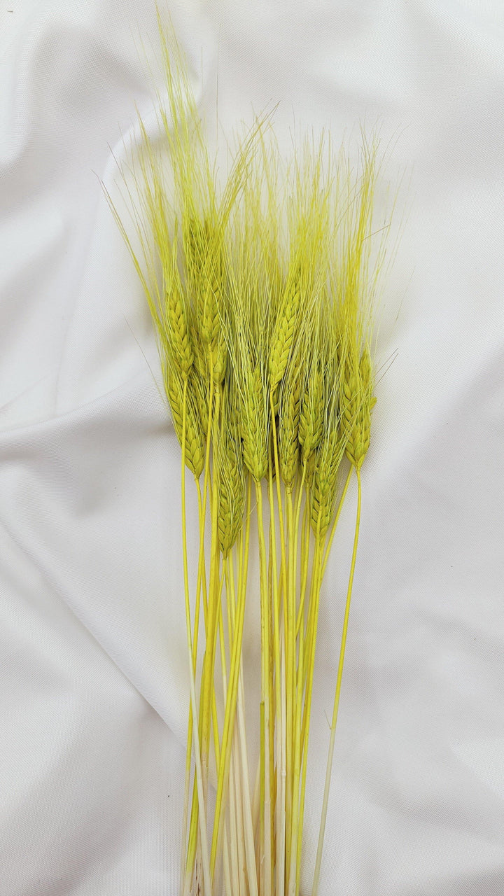 Weizen Trockenblumen | Neon Grün (1 Bund) - www.Flower-Passion.com