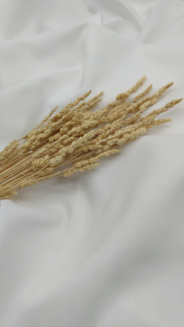 Wildgras Trockenblumen | Natur Beige (1 Bund) - www.Flower-Passion.com