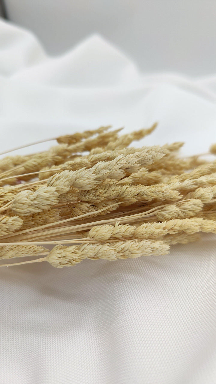 Wildgras Trockenblumen | Natur Beige (1 Bund) - www.Flower-Passion.com