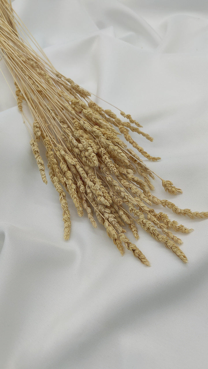 Wildgras Trockenblumen | Natur Beige (1 Bund) - www.Flower-Passion.com
