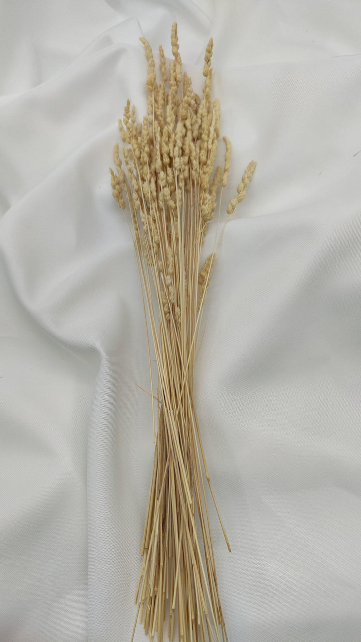 Wildgras Trockenblumen | Natur Beige (1 Bund) - www.Flower-Passion.com