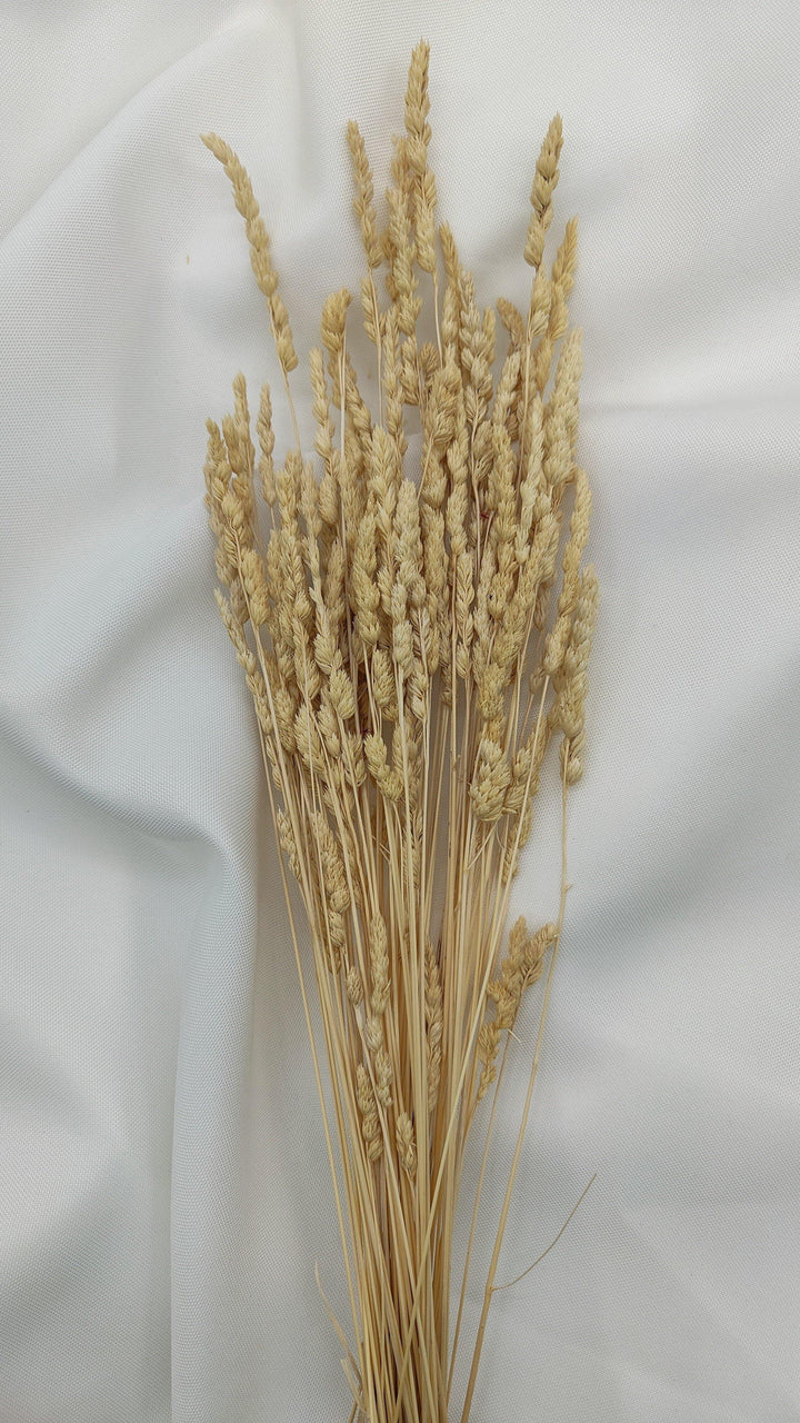 Wildgras Trockenblumen | Natur Beige (1 Bund) - www.Flower-Passion.com