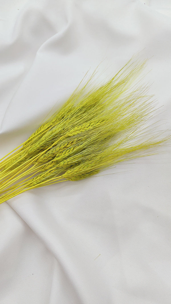 Weizen Trockenblumen | Neon Grün (1 Bund) - www.Flower-Passion.com