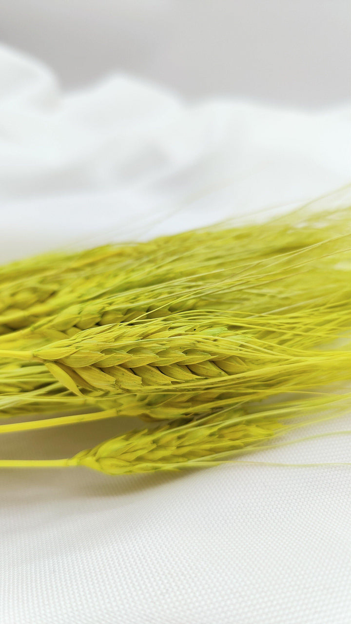 Weizen Trockenblumen | Neon Grün (1 Bund) - www.Flower-Passion.com