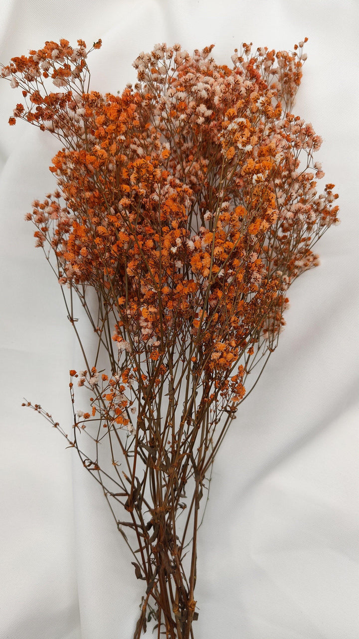 Schleierkraut Trockenblumen | Orange (1 Bund) - www.Flower-Passion.com