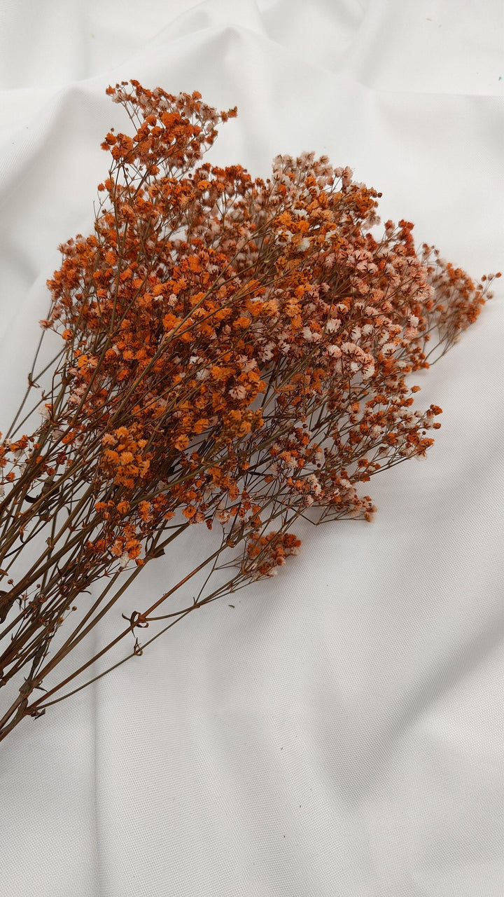 Schleierkraut Trockenblumen | Orange (1 Bund) - www.Flower-Passion.com