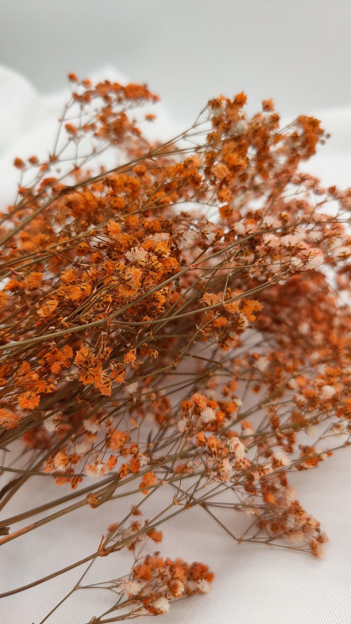 Schleierkraut Trockenblumen | Orange (1 Bund) - www.Flower-Passion.com