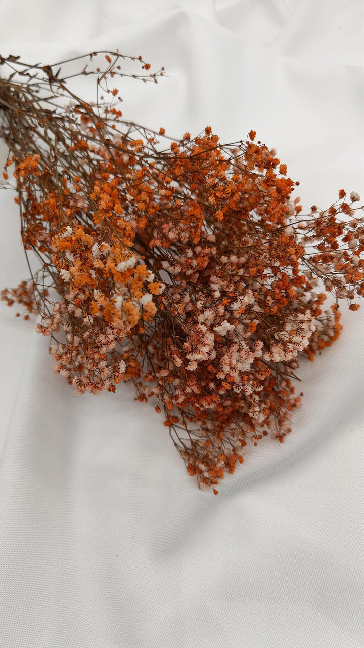 Schleierkraut Trockenblumen | Orange (1 Bund) - www.Flower-Passion.com
