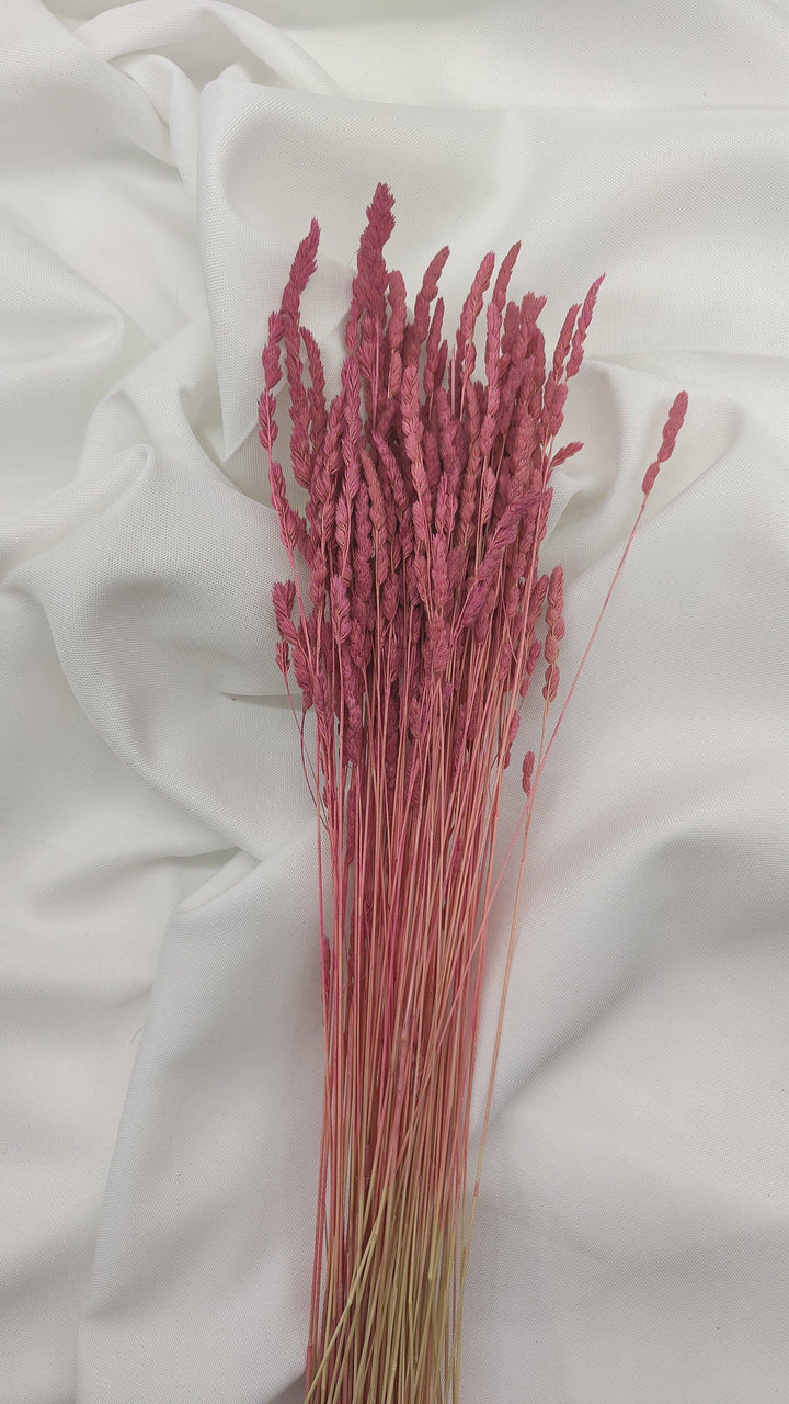 Wildgras Trockenblumen | pink rosa (1 Bund) - www.Flower-Passion.com