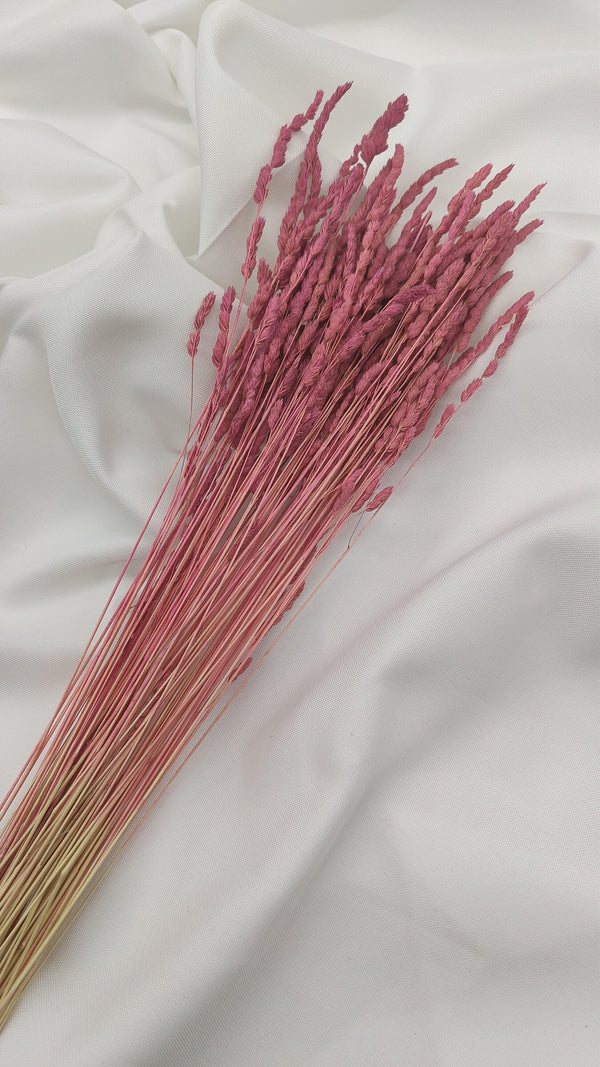 Wildgras Trockenblumen | pink rosa (1 Bund) - www.Flower-Passion.com