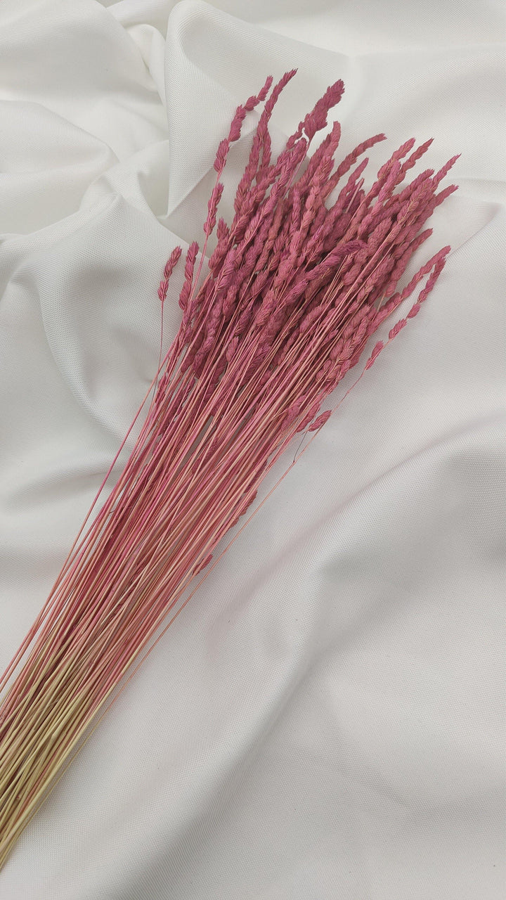 Wildgras Trockenblumen | pink rosa (1 Bund) - www.Flower-Passion.com