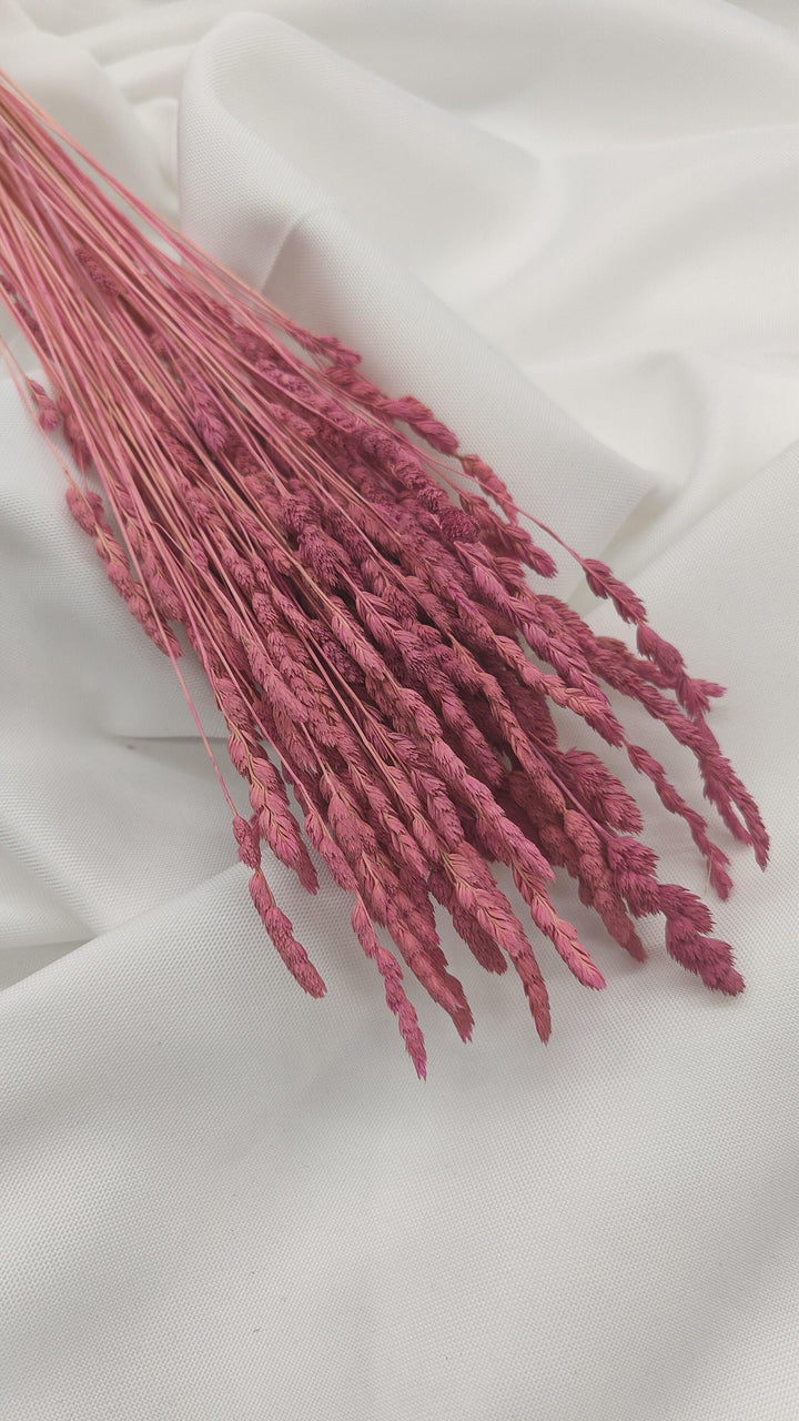 Wildgras Trockenblumen | pink rosa (1 Bund) - www.Flower-Passion.com