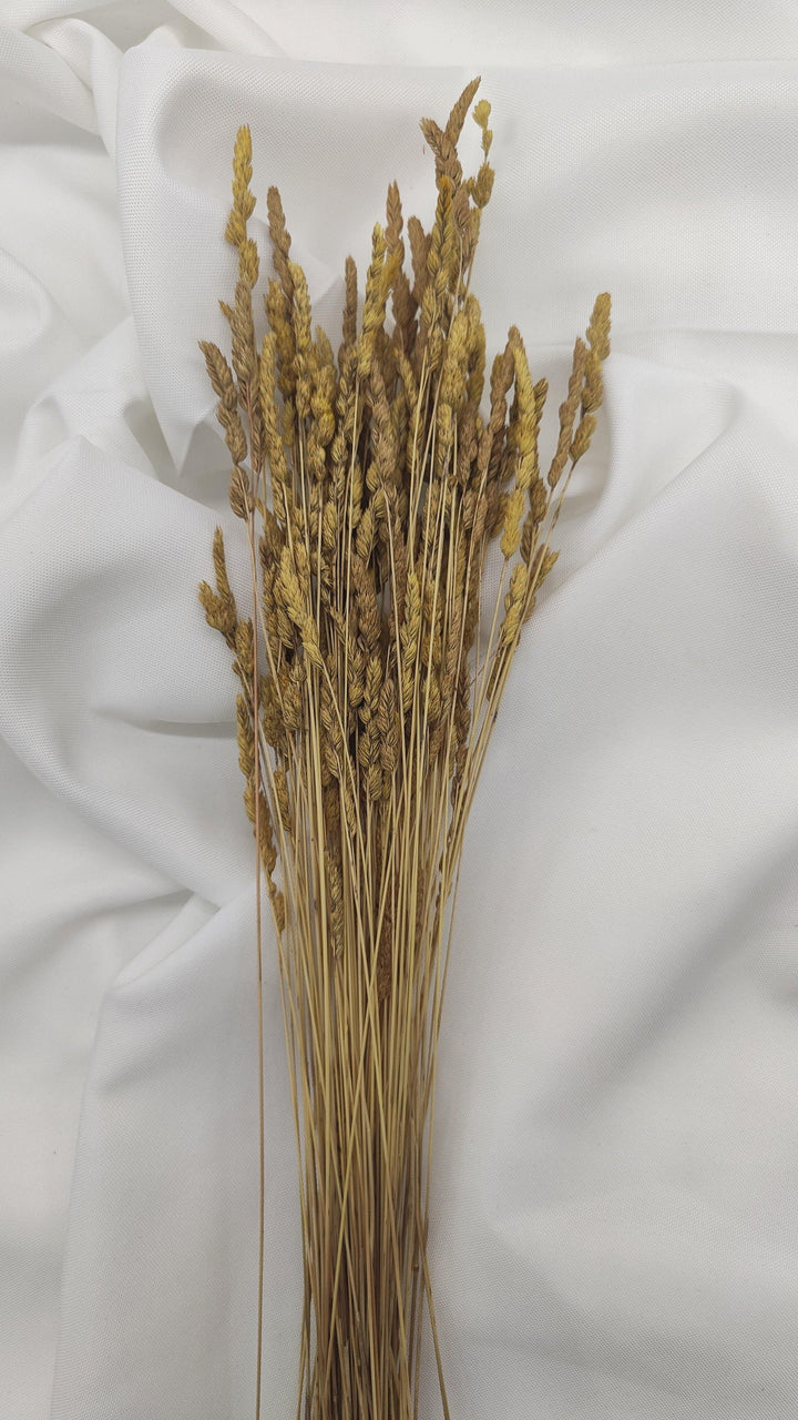 Wildgras Trockenblumen | Natur beige (1 Bund) - www.Flower-Passion.com