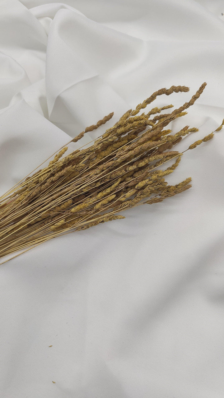Wildgras Trockenblumen | Natur beige (1 Bund) - www.Flower-Passion.com
