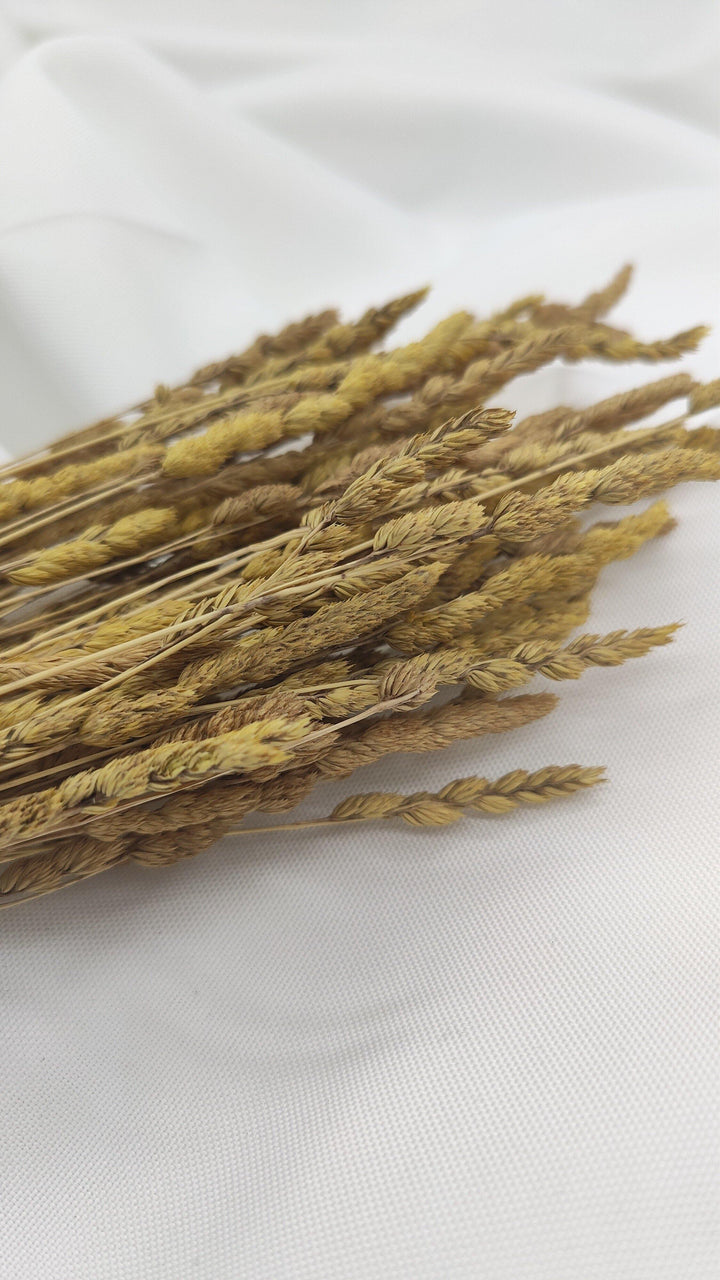 Wildgras Trockenblumen | Natur beige (1 Bund) - www.Flower-Passion.com