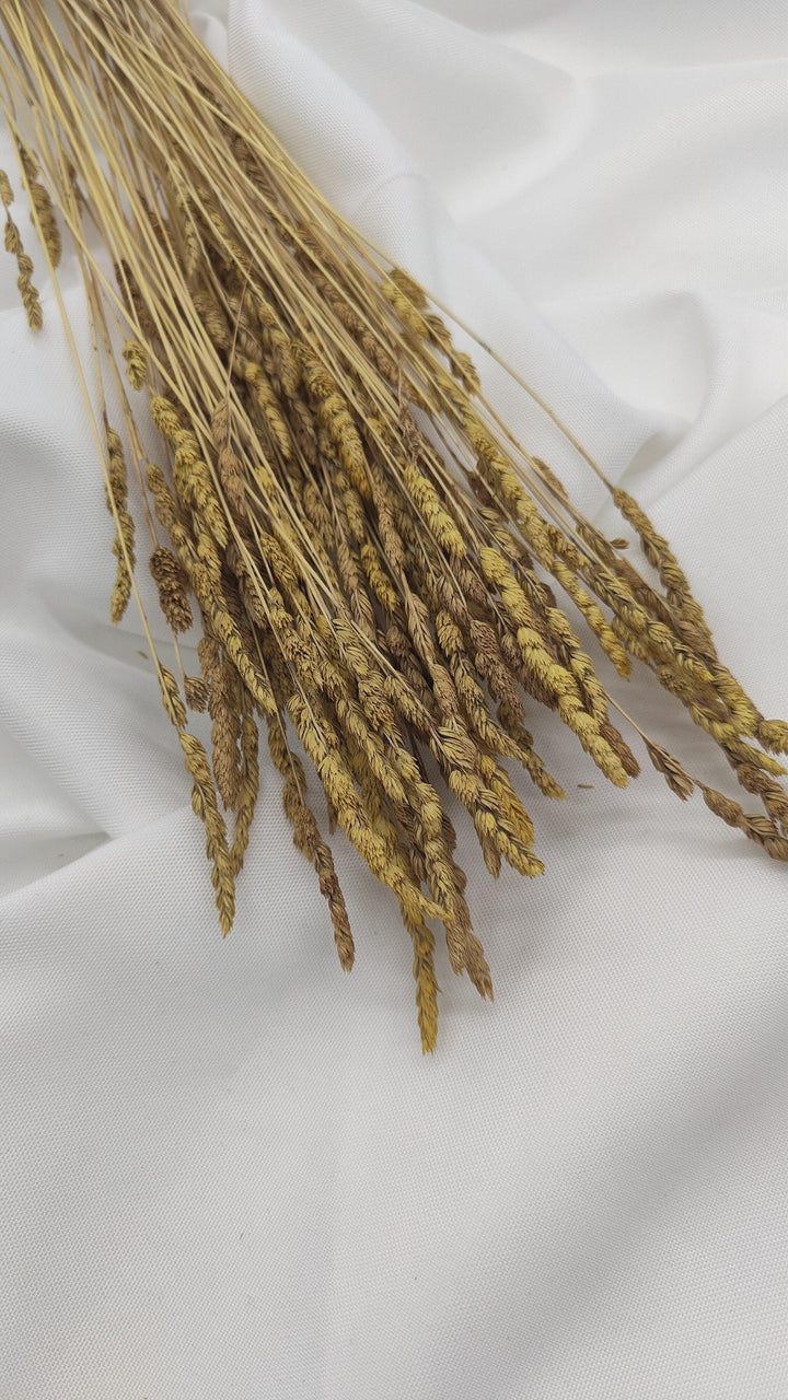 Wildgras Trockenblumen | Natur beige (1 Bund) - www.Flower-Passion.com