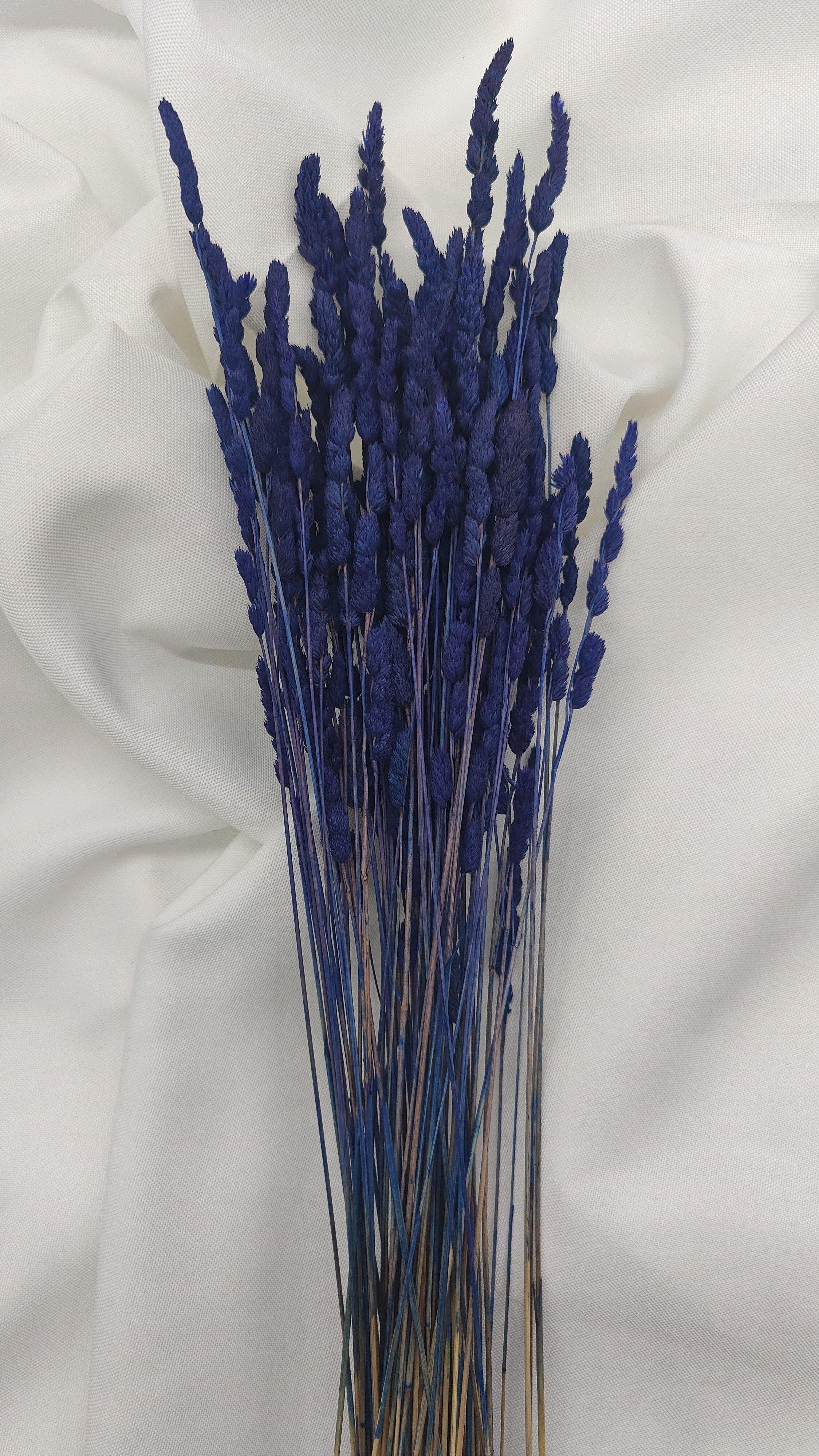 Royal blau (1 Bund) - www.Flower-Passion.com