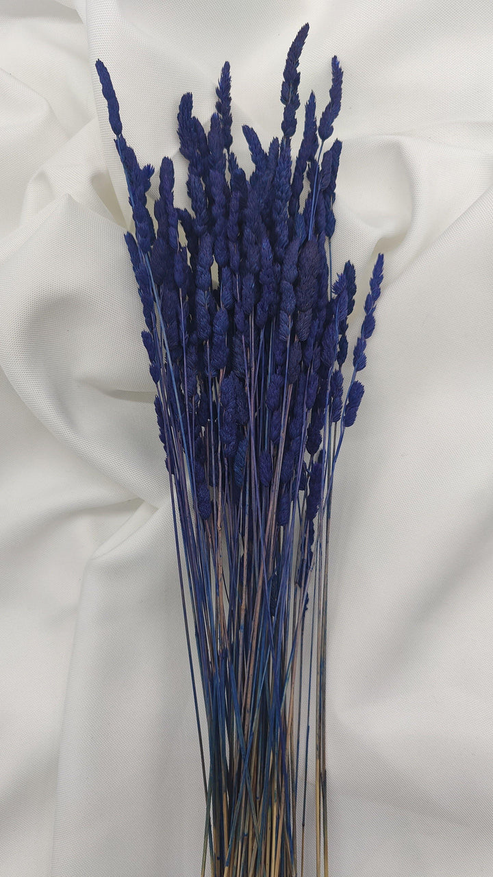 Wildgras Trockenblumen | Royal blau (1 Bund) - www.Flower-Passion.com