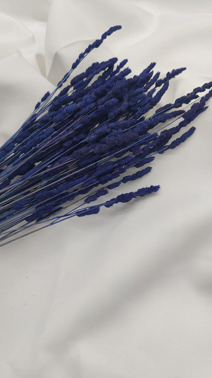 Wildgras Trockenblumen | Royal blau (1 Bund) - www.Flower-Passion.com