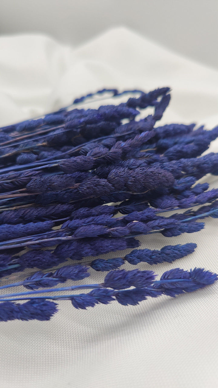 Wildgras Trockenblumen | Royal blau (1 Bund) - www.Flower-Passion.com