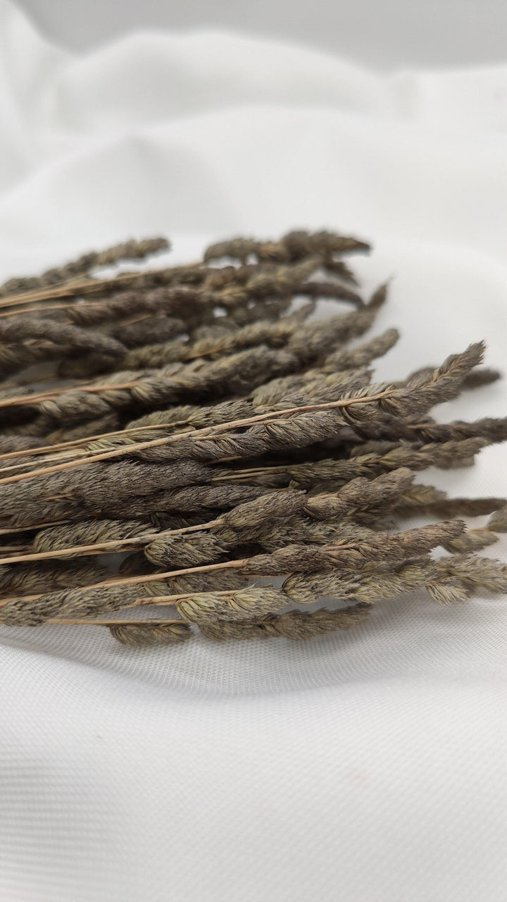 Wildgras Trockenblumen | Grau (1 Bund) - www.Flower-Passion.com