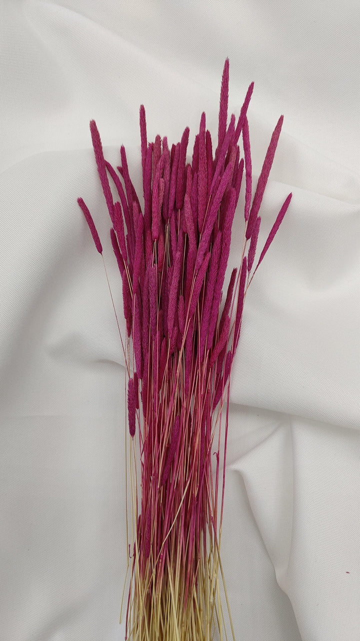 Phleum Trockenblumen Violett | (1 Bund) - www.Flower-Passion.com