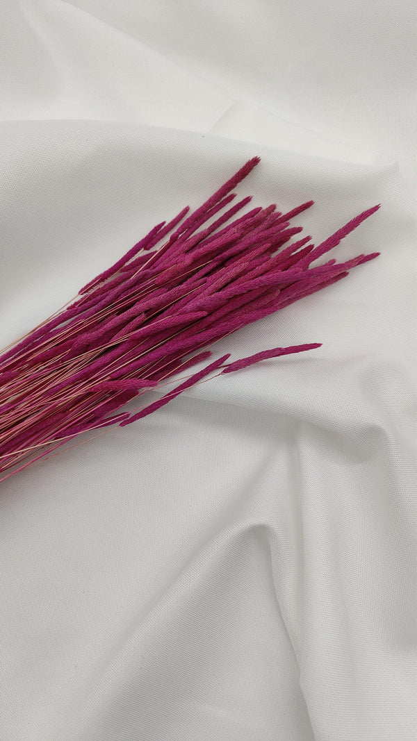 Phleum Trockenblumen Violett | (1 Bund) - www.Flower-Passion.com