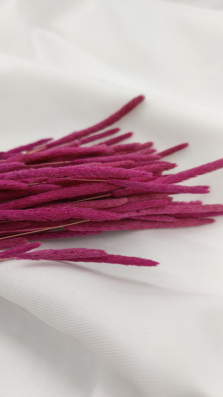 Phleum Trockenblumen Violett | (1 Bund) - www.Flower-Passion.com