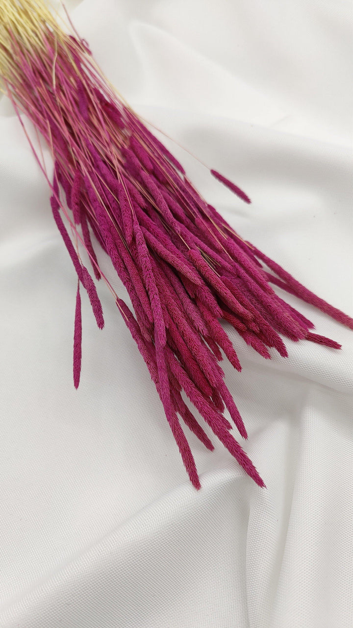 Phleum Trockenblumen Violett | (1 Bund) - www.Flower-Passion.com