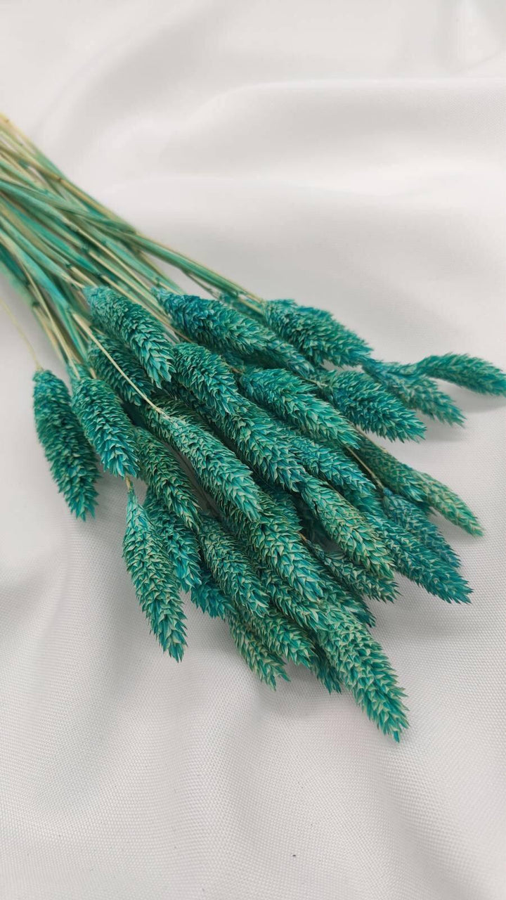 Phalaris Trockenblumen | Türkis (1 Bund) - www.Flower-Passion.com