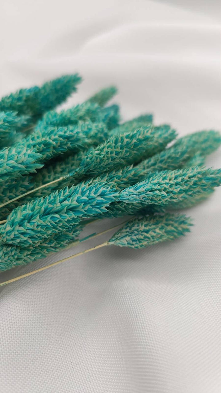 Phalaris Trockenblumen | Türkis (1 Bund) - www.Flower-Passion.com