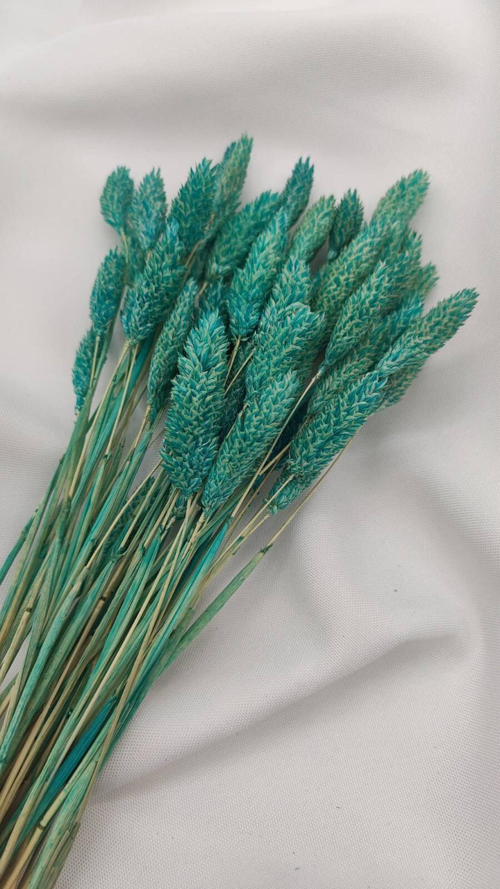 Phalaris Trockenblumen | Türkis (1 Bund) - www.Flower-Passion.com