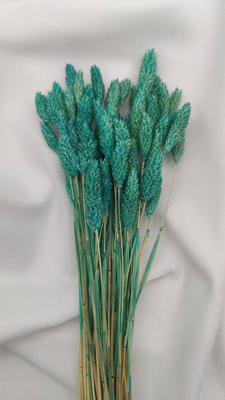 Phalaris Trockenblumen | Türkis (1 Bund) - www.Flower-Passion.com