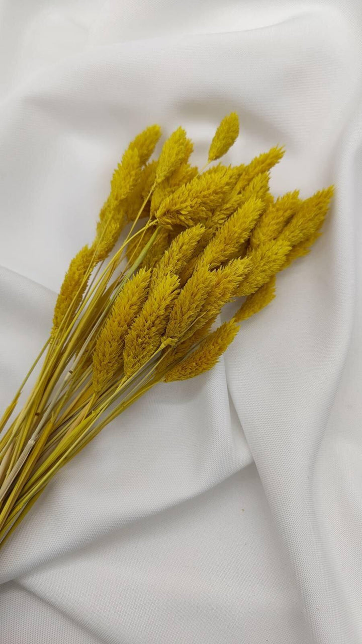 Phalaris Trockenblumen | Gelb (1 Bund) - www.Flower-Passion.com