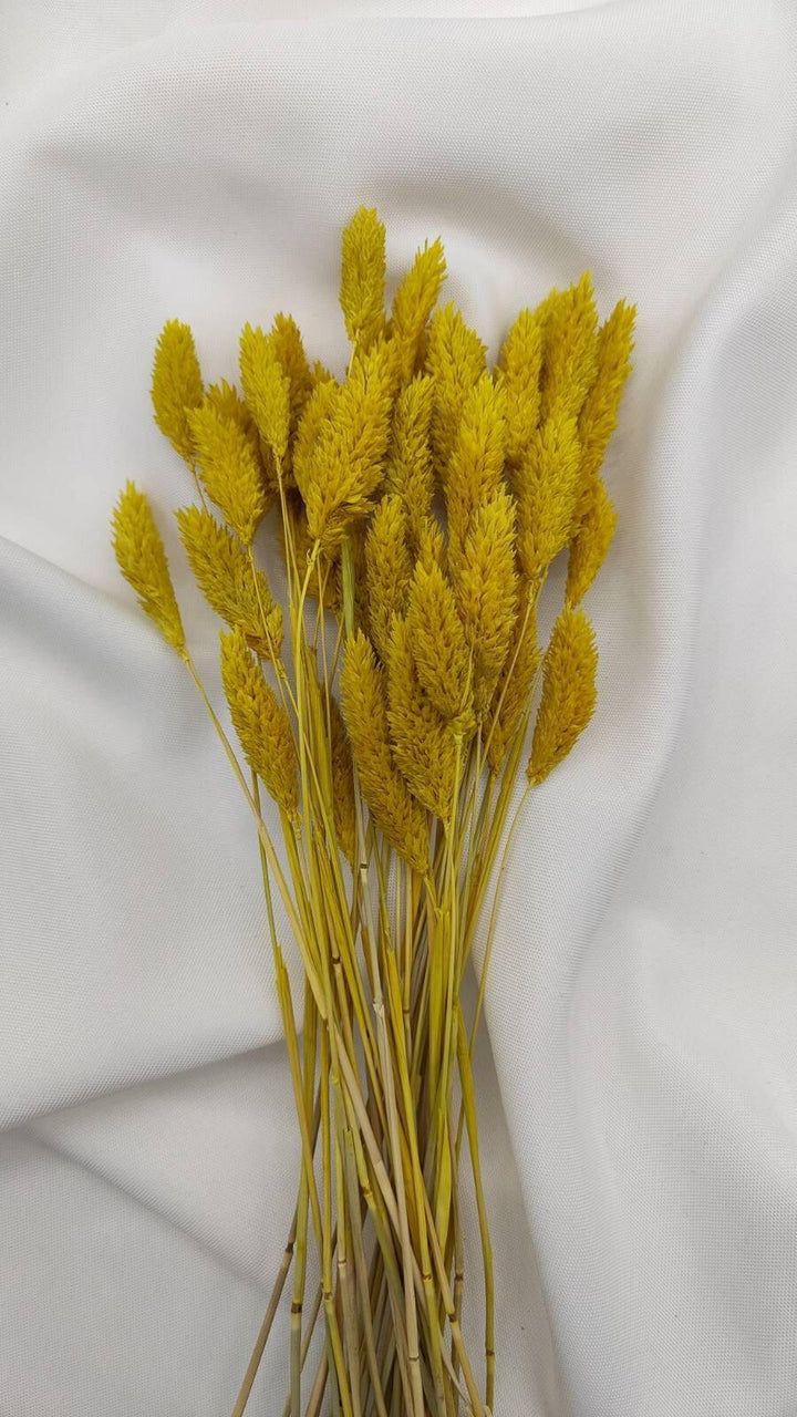 Phalaris Trockenblumen | Gelb (1 Bund) - www.Flower-Passion.com