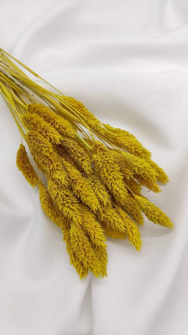 Phalaris Trockenblumen | Gelb (1 Bund) - www.Flower-Passion.com