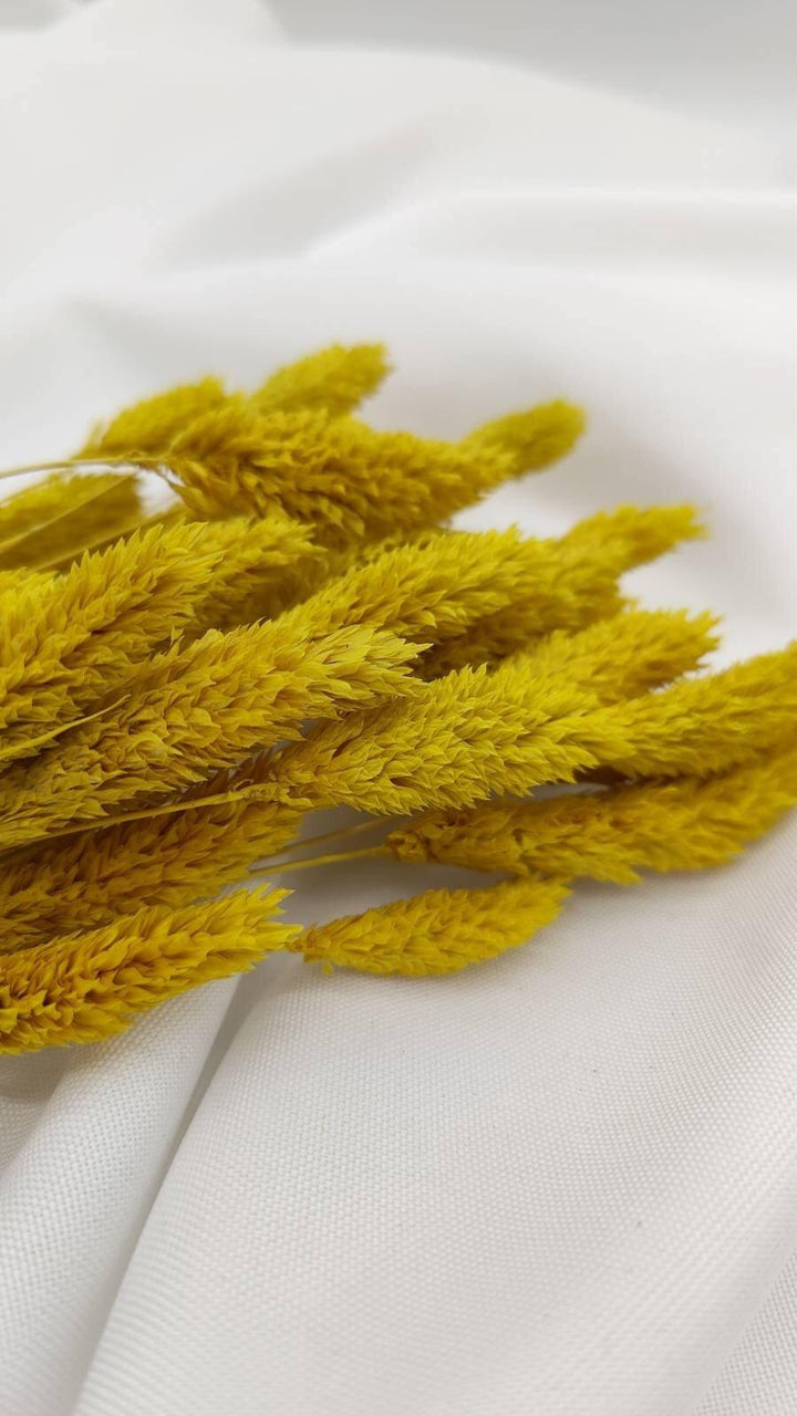 Phalaris Trockenblumen | Gelb (1 Bund) - www.Flower-Passion.com