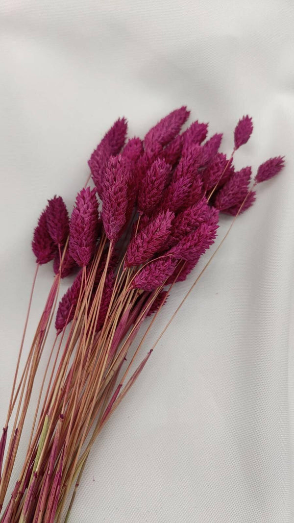 Phalaris Trockenblumen | Violett (1 Bund) - www.Flower-Passion.com