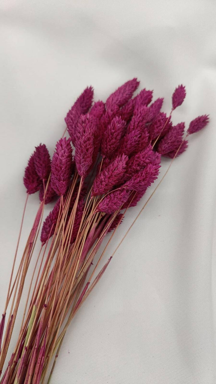 Phalaris Trockenblumen | Violett (1 Bund) - www.Flower-Passion.com