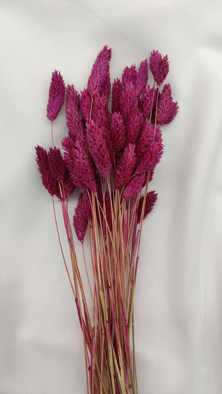 Phalaris Trockenblumen | Violett (1 Bund) - www.Flower-Passion.com