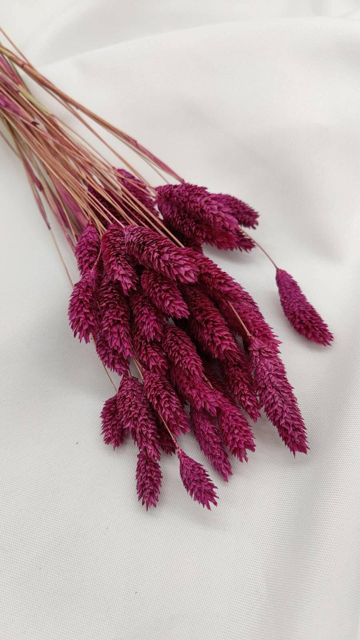 Phalaris Trockenblumen | Violett (1 Bund) - www.Flower-Passion.com