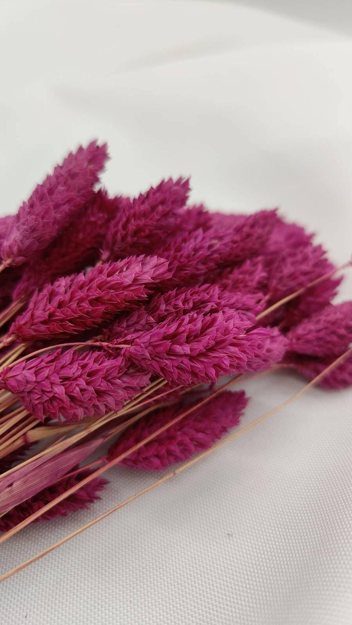 Phalaris Trockenblumen | Violett (1 Bund) - www.Flower-Passion.com